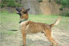 马地犬