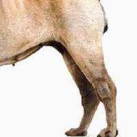 沙皮犬后驱