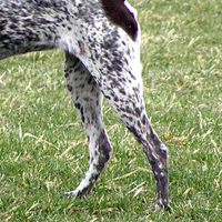 英国指示犬后驱