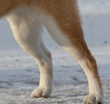 柴犬后驱