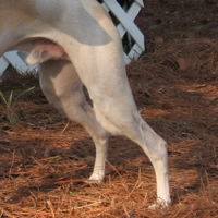 惠比特犬后驱