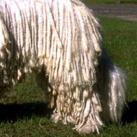 可蒙犬后驱