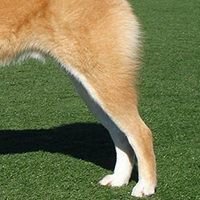 秋田犬后驱