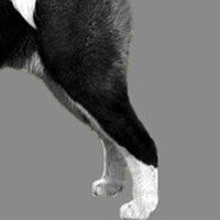 美国秋田犬后驱