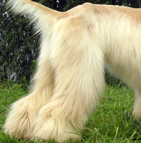 阿富汗猎犬后驱