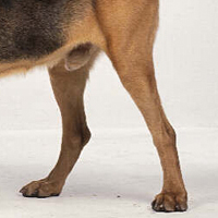 寻血猎犬后驱