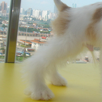 可卡犬后驱