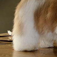 西施犬后驱