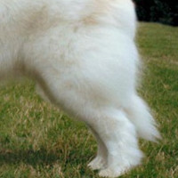大白熊犬后驱