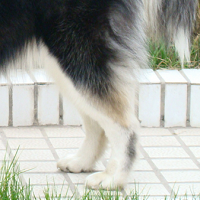 阿拉斯加雪撬犬后驱