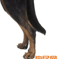 法国狼犬后驱