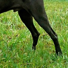 威玛犬后驱