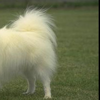 银狐犬后驱