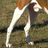 美国猎狐犬后驱