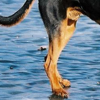 苏联红犬后驱