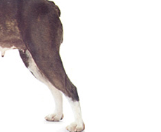 波士顿斗牛犬后驱