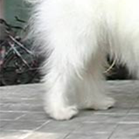 玛尔济斯后驱