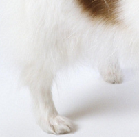 蝴蝶犬后驱