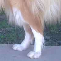 苏牧犬后驱