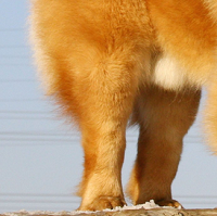 松狮犬后驱