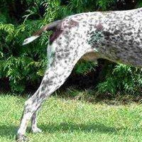 德国短毛指示犬后驱