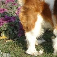 查理王骑士猎犬后驱