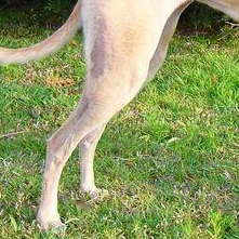 格力犬后驱