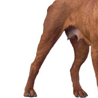 土佐犬后驱