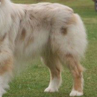 澳大利亚牧羊犬后驱