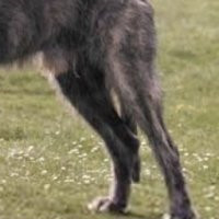 德国硬毛指示犬后驱