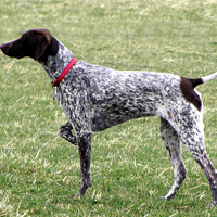 英国指示犬颜色