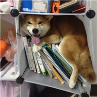 柴犬颜色
