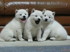北海道犬颜色