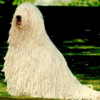 可蒙犬颜色