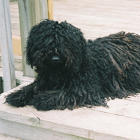 波利犬颜色