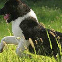 美国秋田犬颜色