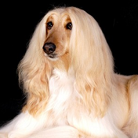 阿富汗猎犬颜色