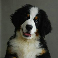 伯恩山犬颜色