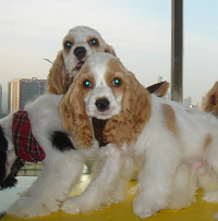 可卡犬颜色
