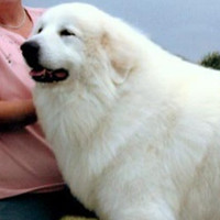 大白熊犬颜色