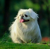 北京犬颜色