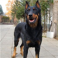 法国狼犬颜色