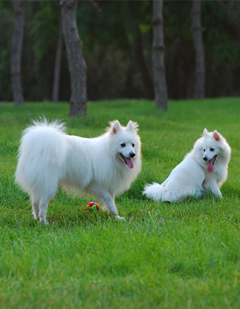 银狐犬颜色