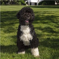 葡萄牙水犬颜色