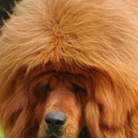 藏獒颜色