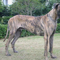 大丹犬颜色