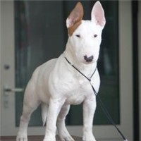 牛头梗颜色