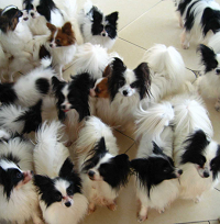 蝴蝶犬颜色