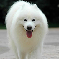爱斯基摩犬颜色