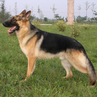 昆明犬颜色